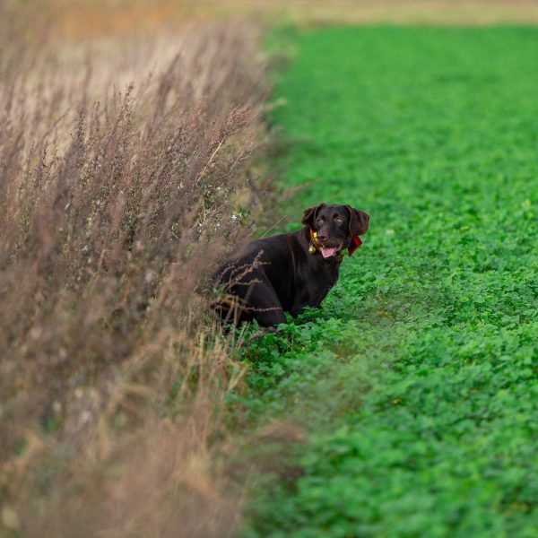 HR-De-Jager-Vakblad-KNJV-3