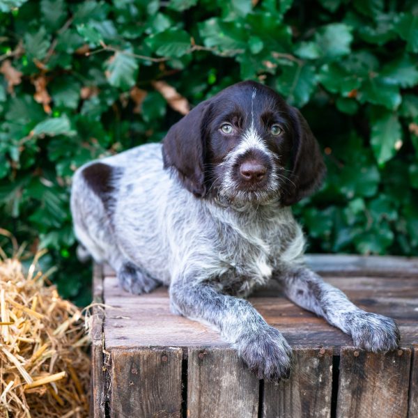 HR-Hondenfotografie-puppy-shoot-Beerzerveld-OutDoor-Photography-5
